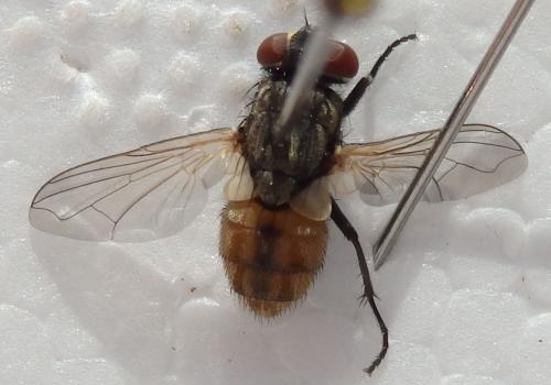 Réf. 221 102 : Musca domestica